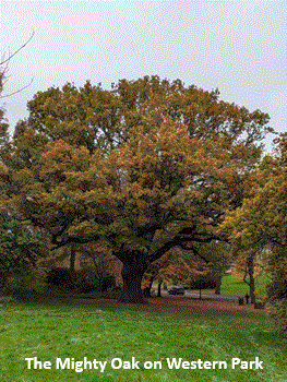 Might Oak 1