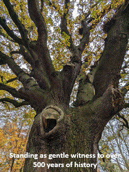 Might Oak 2